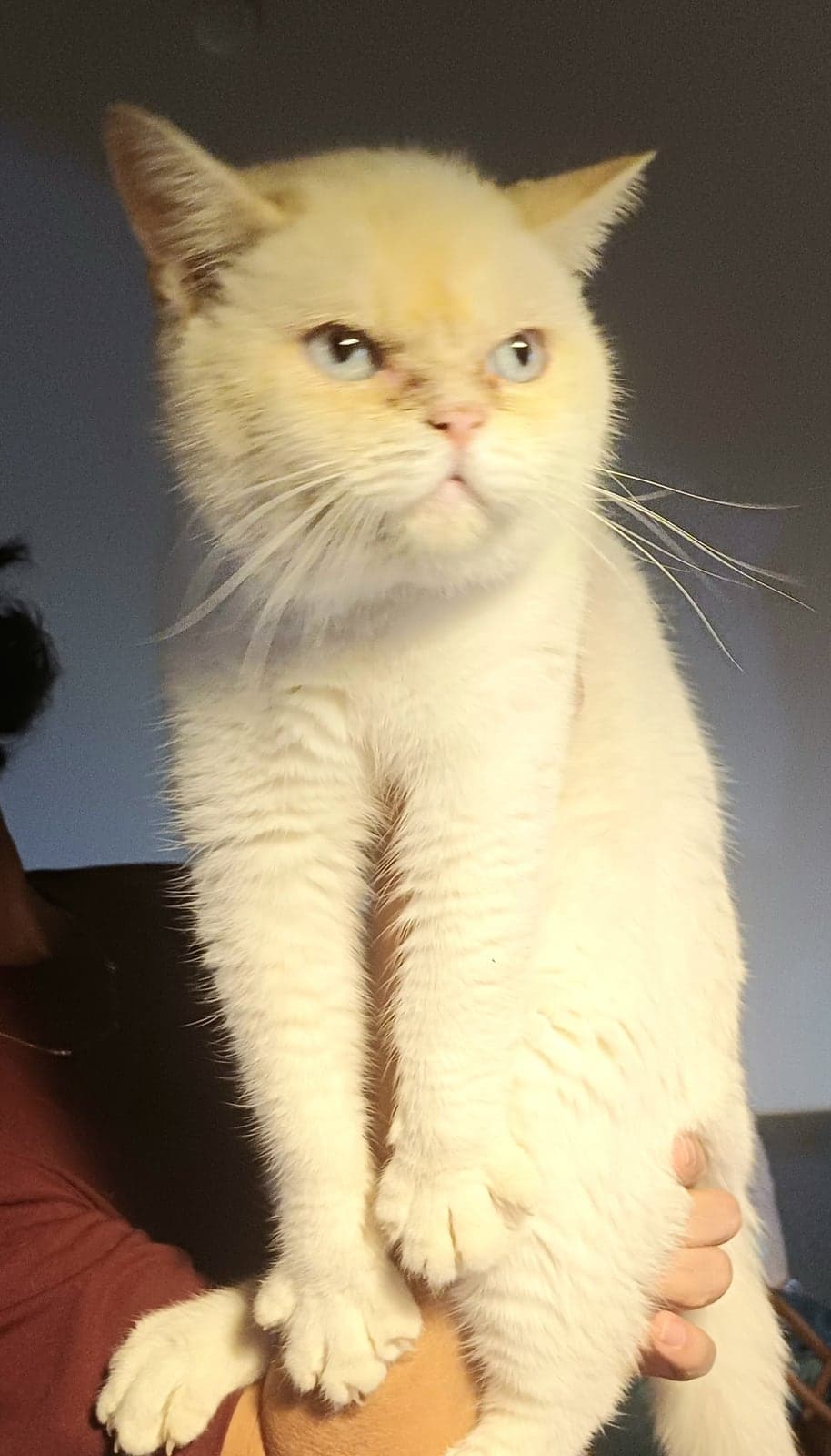 tosbik British Shorthair Kedi, Bursa