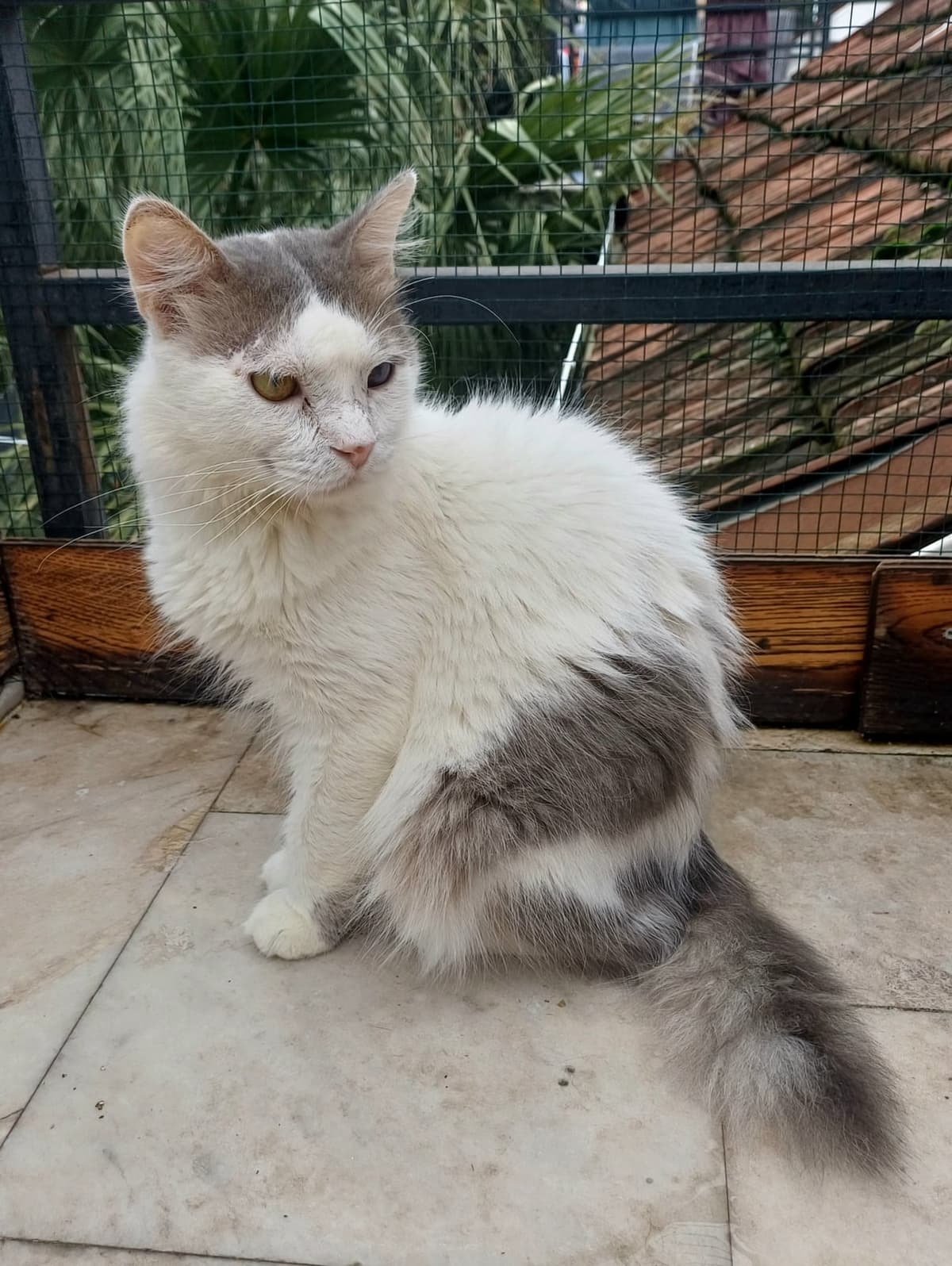 badem Bilmiyorum Kedi, Bursa