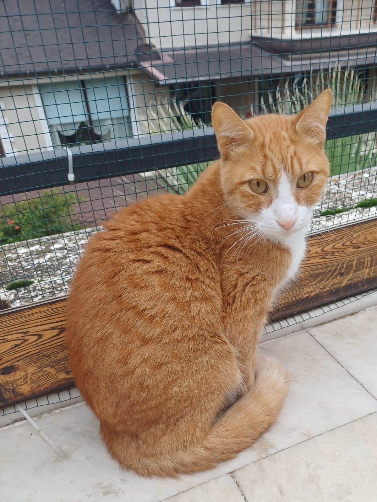 sarman oğlan Sokak Kedisi Kedi, Bursa