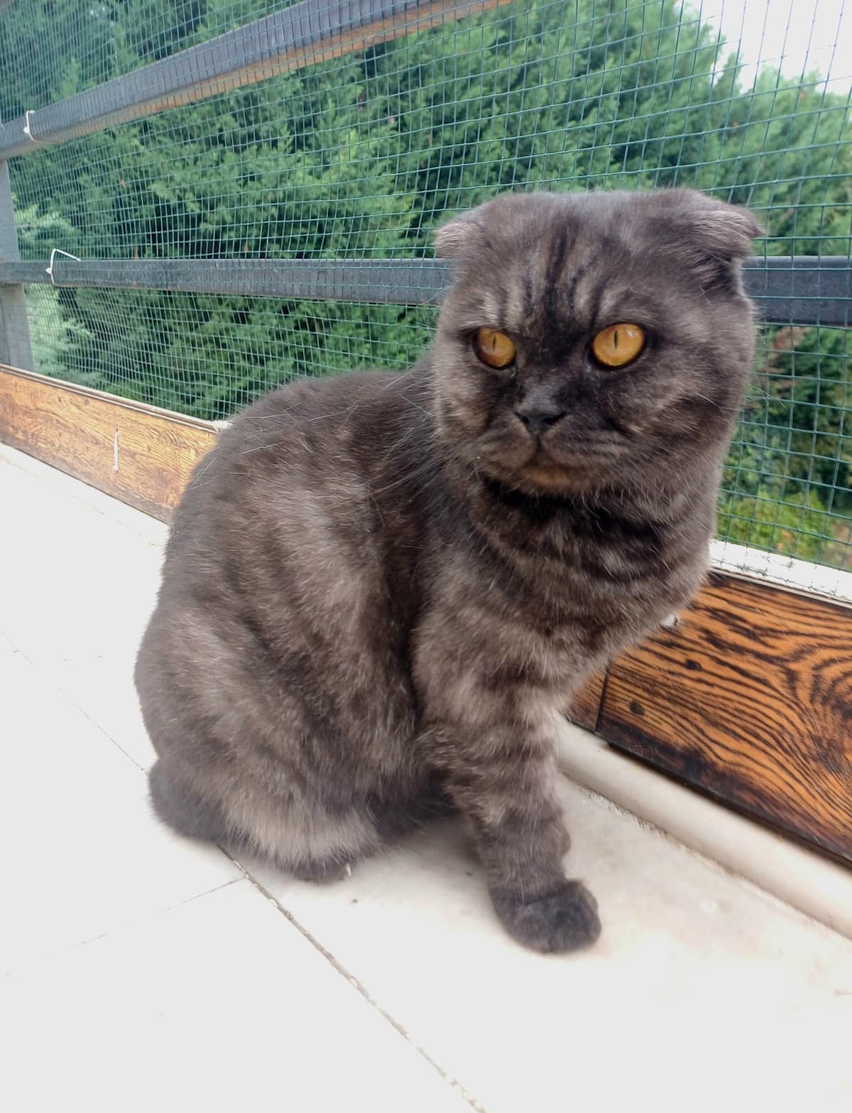 kurabiye Scottish Fold Kedi, Bursa