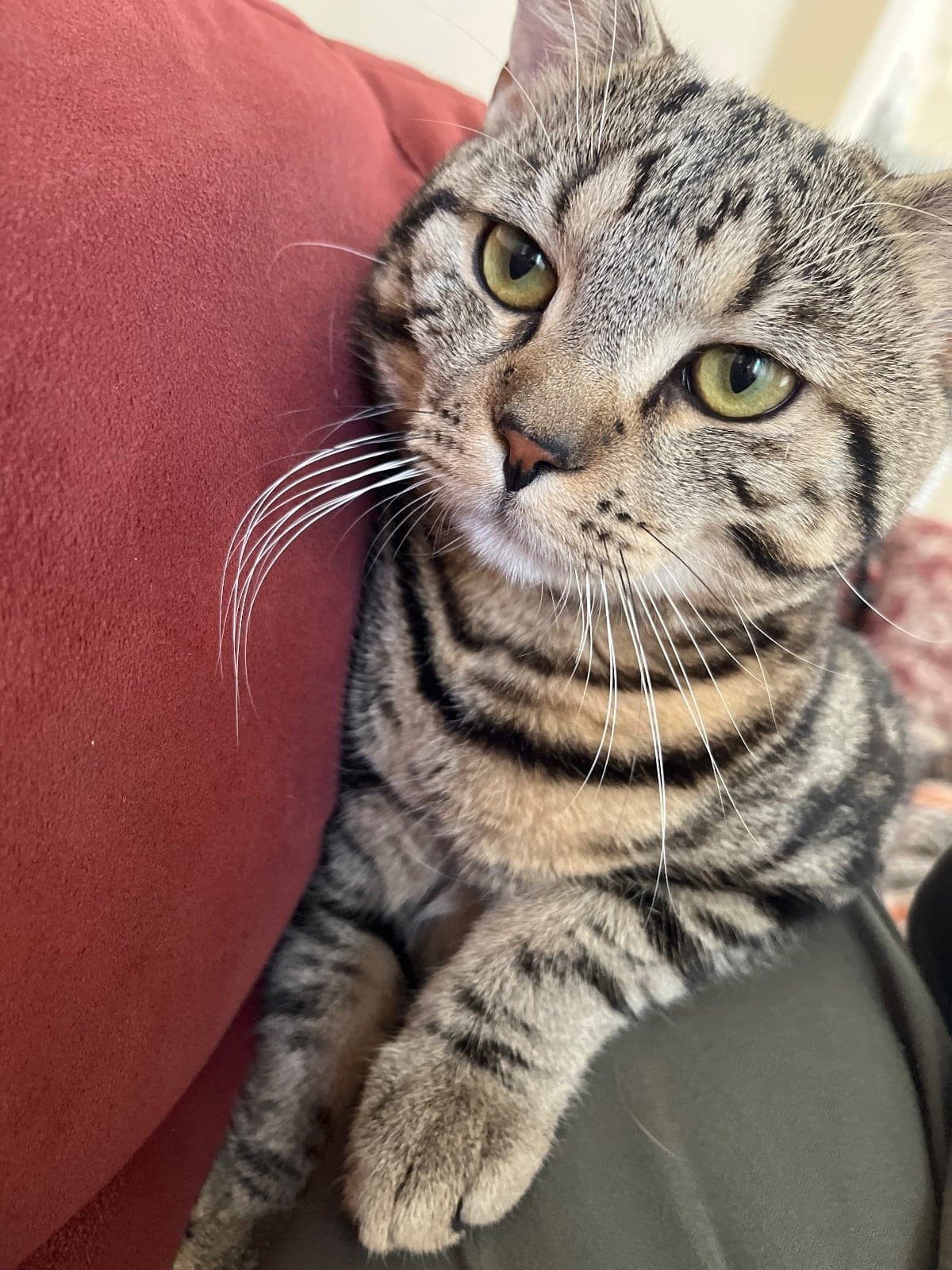Çakıl Tekir Kedi, Balıkesir