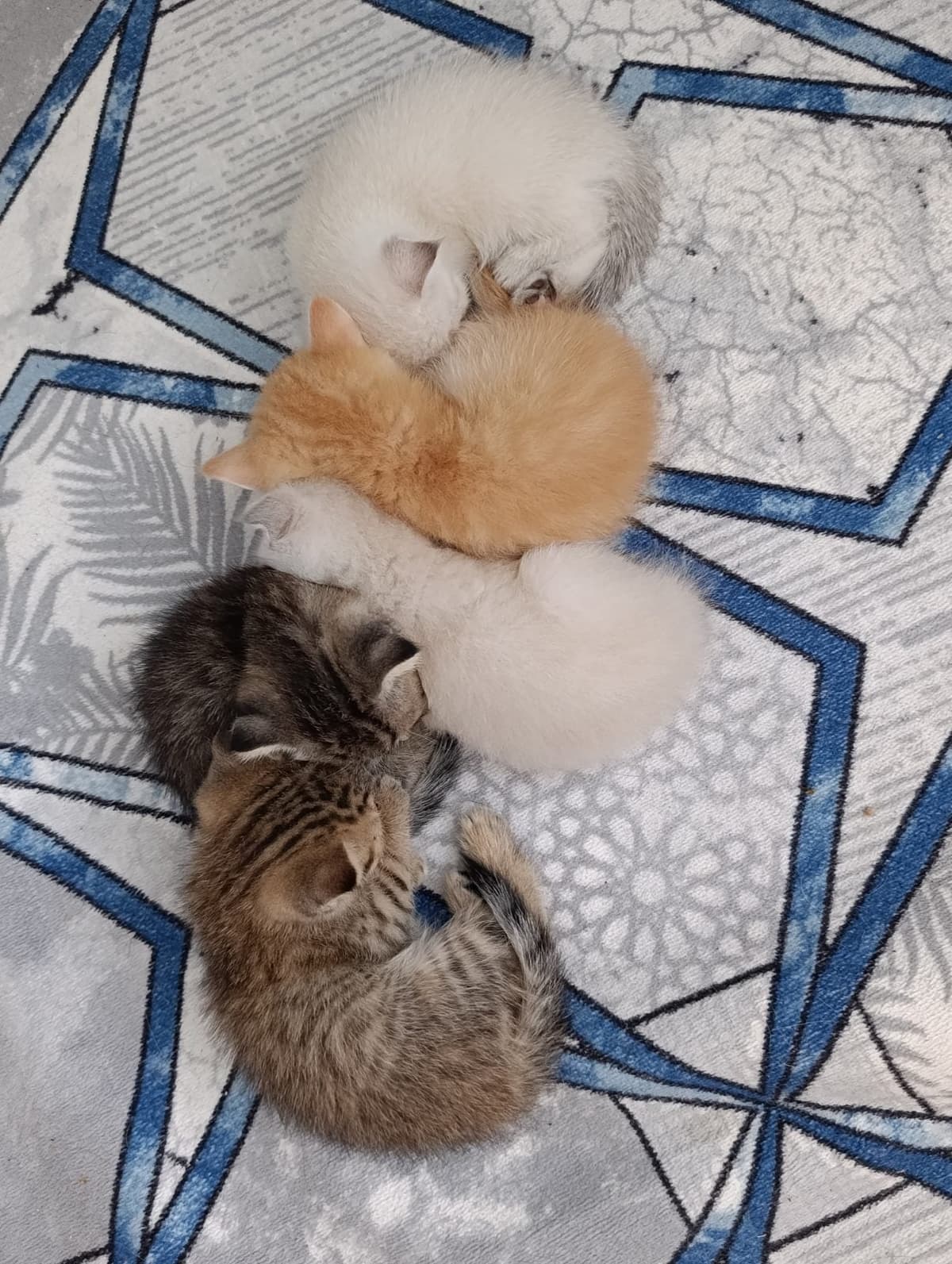 Minikler Melez Kedi, Bursa