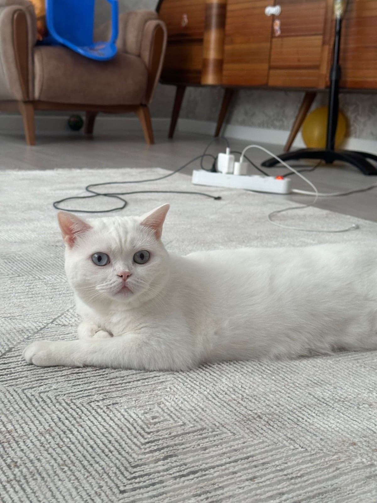 Maya British Shorthair Kedi, Ankara