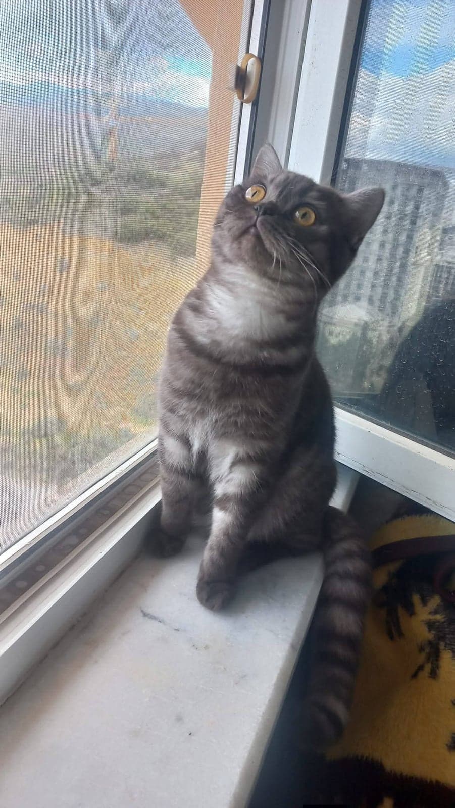 Boncuk British Shorthair Kedi, İzmir
