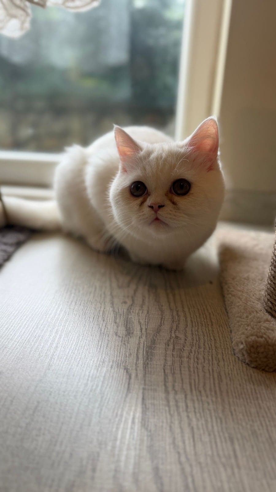 Nefes Scottish Fold Kedi, Ankara
