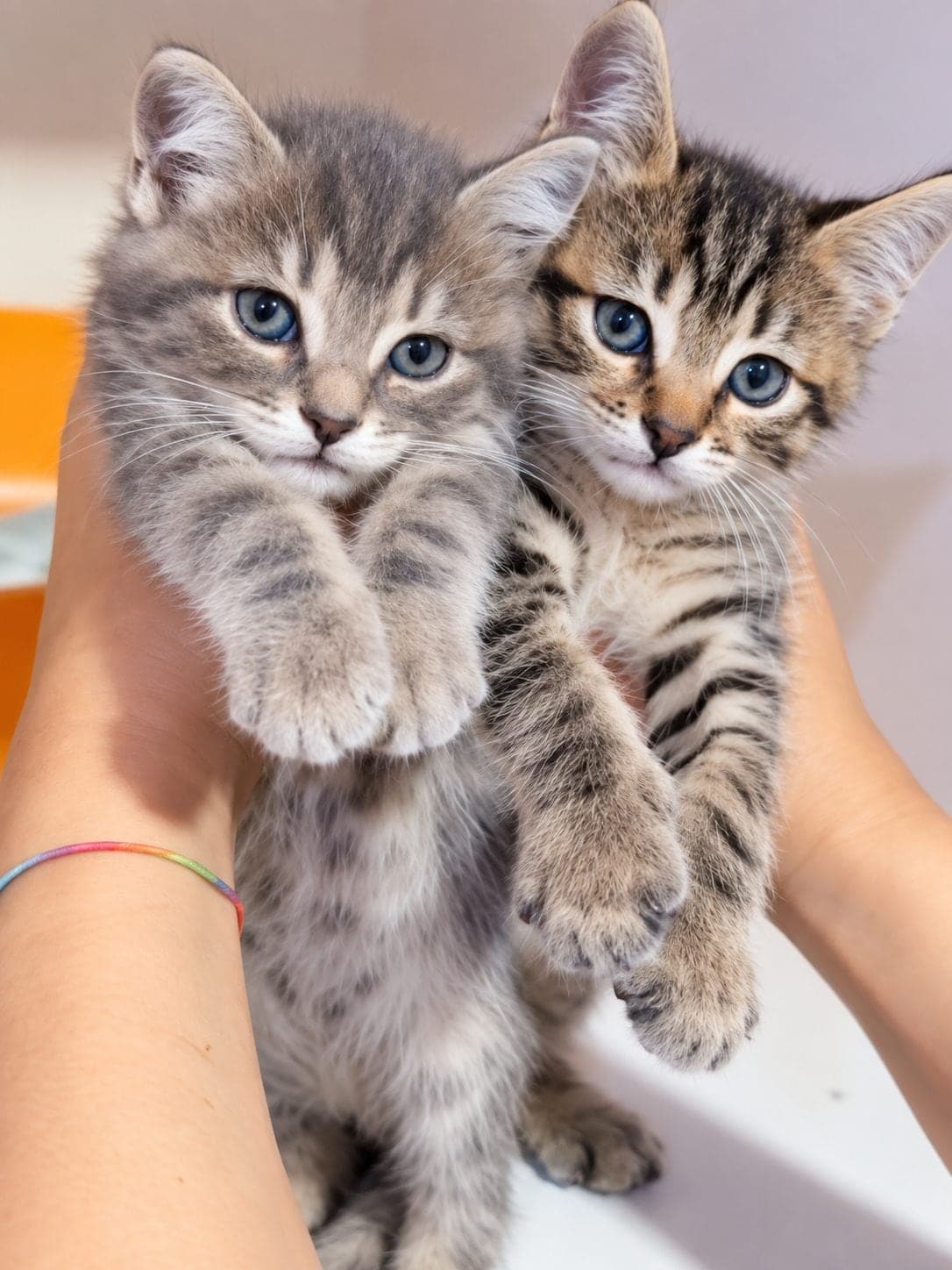 Adsiz Melez Kedi, Tekirdağ