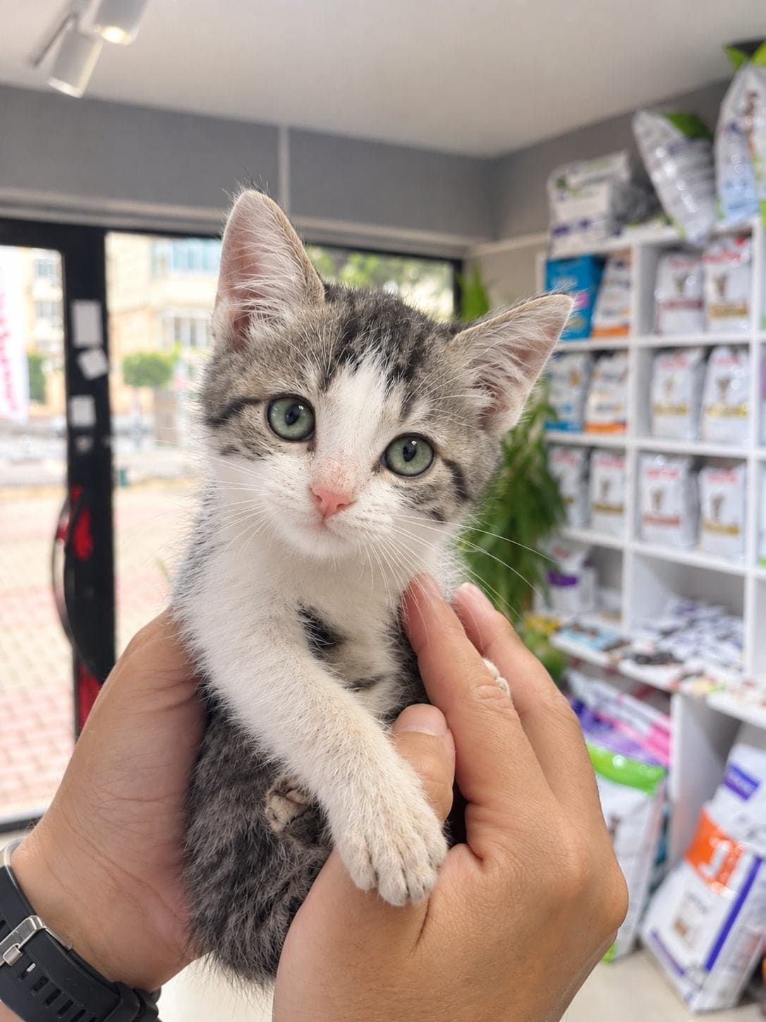 Adsiz Tekir Kedi, Tekirdağ
