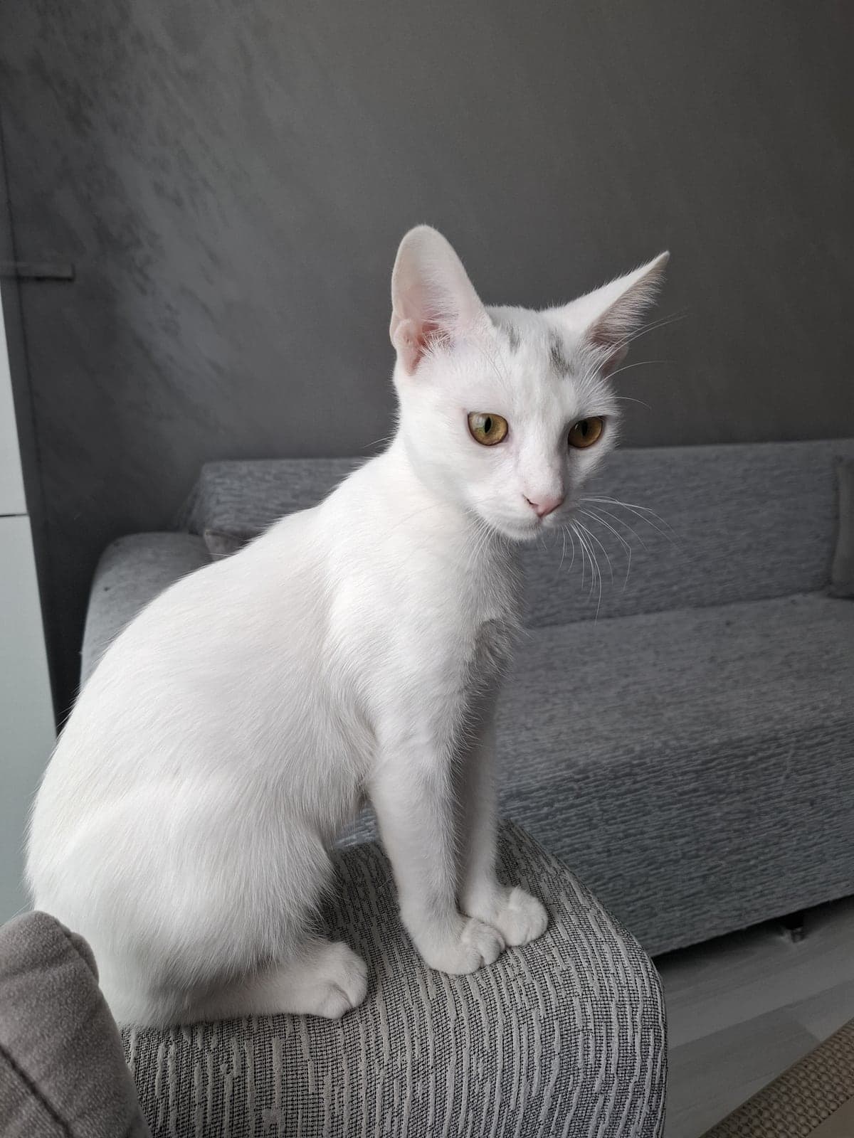 Pamuk Ankara Kedisi Kedi, İstanbul