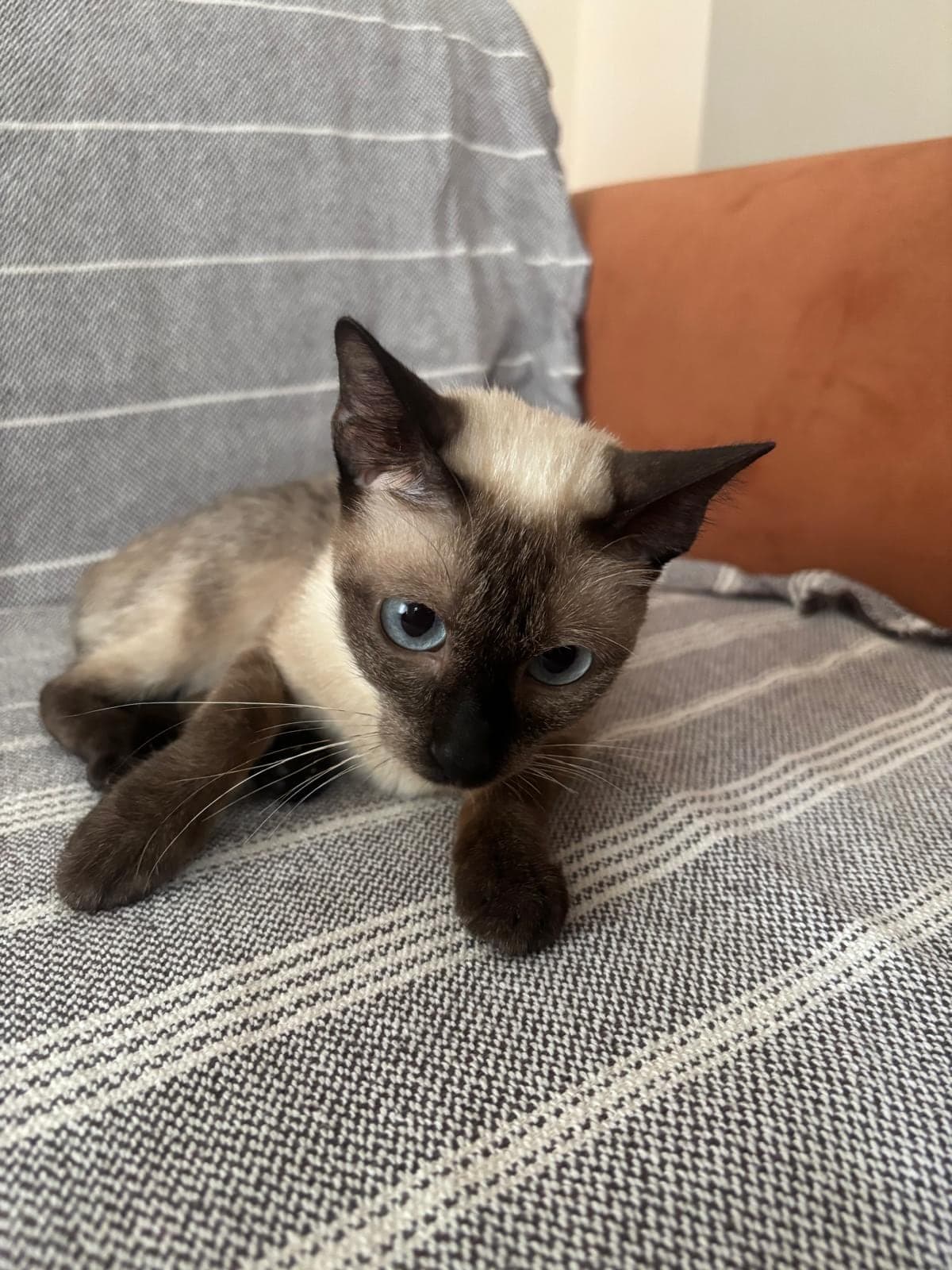 Karamel Siyam Kedisi Kedi, Antalya