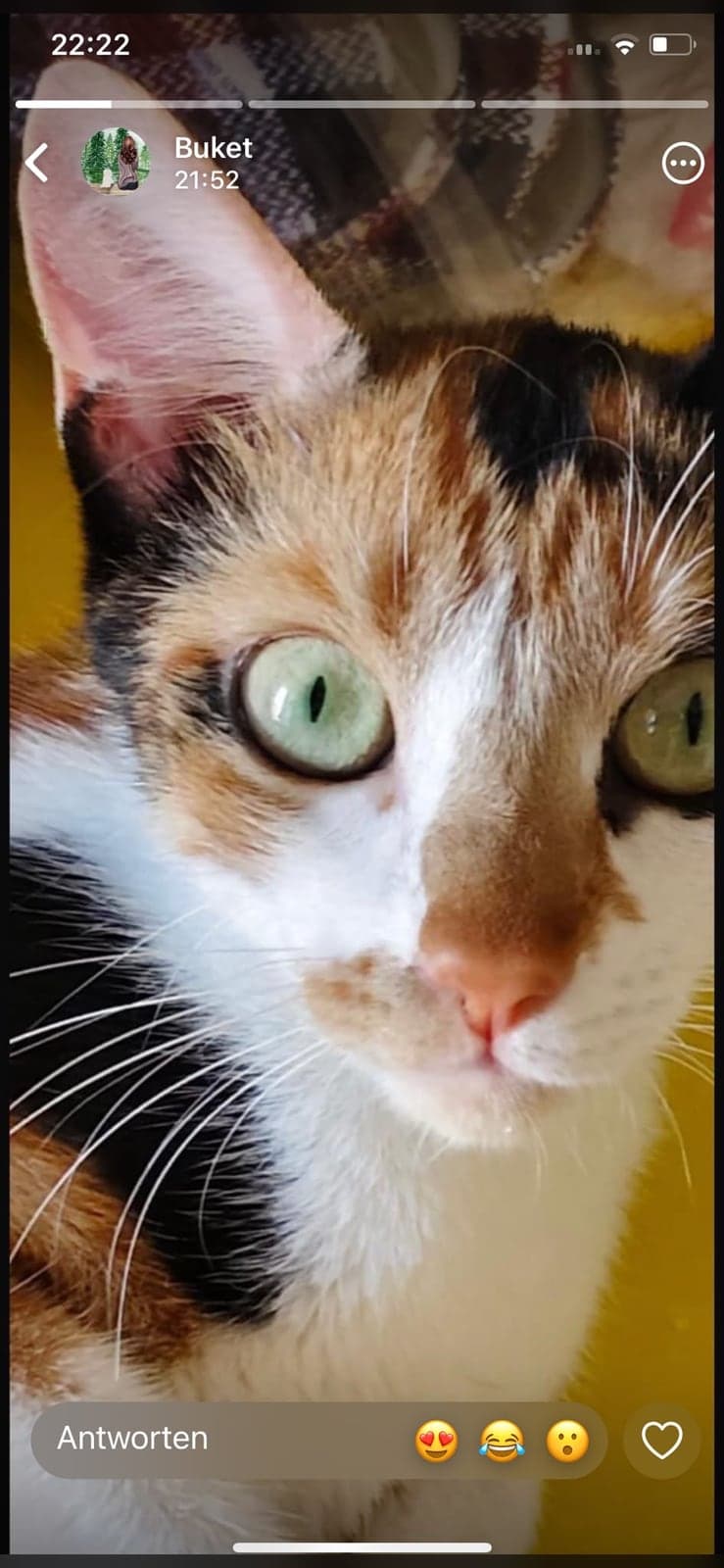 Elis Tekir Kedi, İstanbul