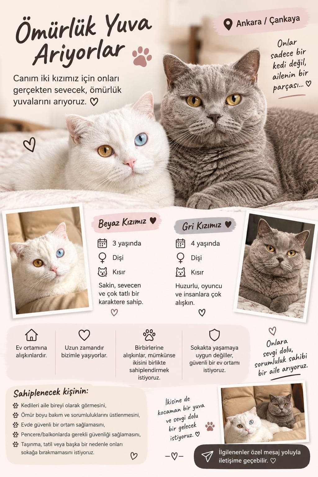Efes Scottish Fold Kedi, Ankara