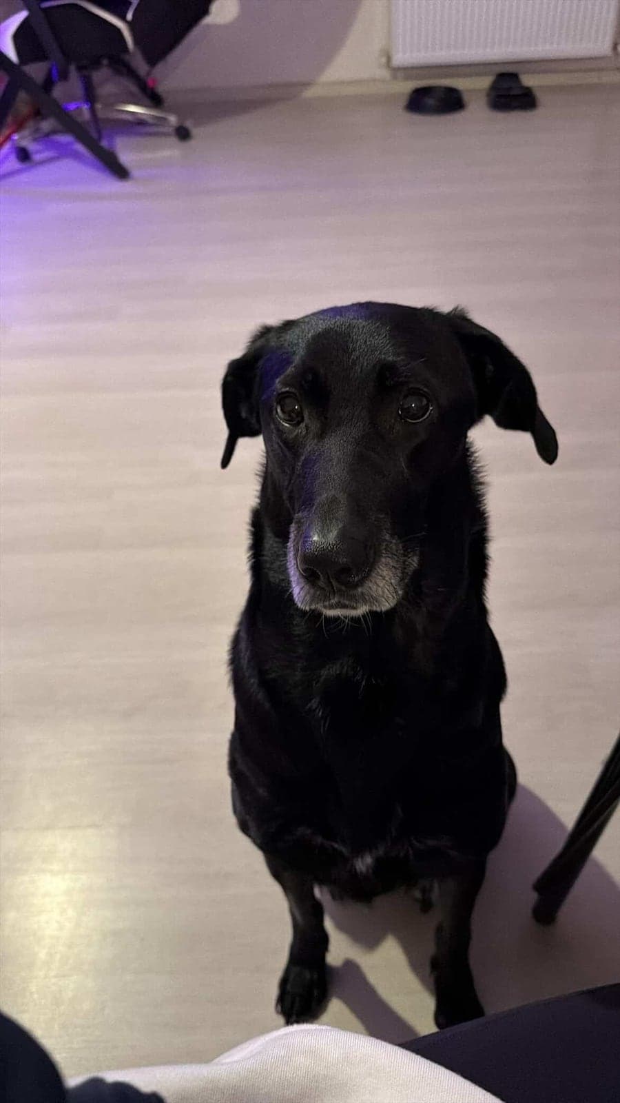 ŞİLA Labrador Retriever Köpek, İstanbul