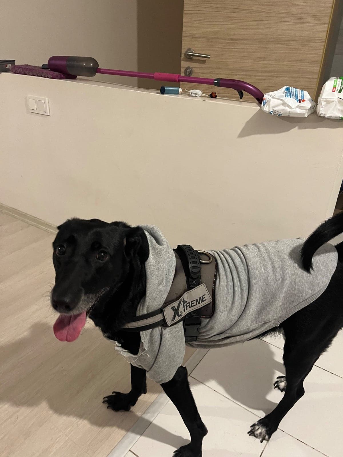 Şila Labrador Retriever Köpek, Kocaeli