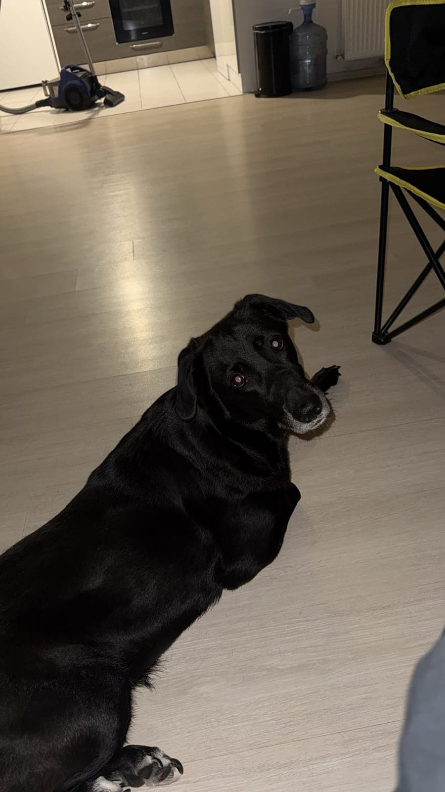ŞİLA‼️‼️🚨 ACİLLL Labrador Retriever Köpek, Kocaeli