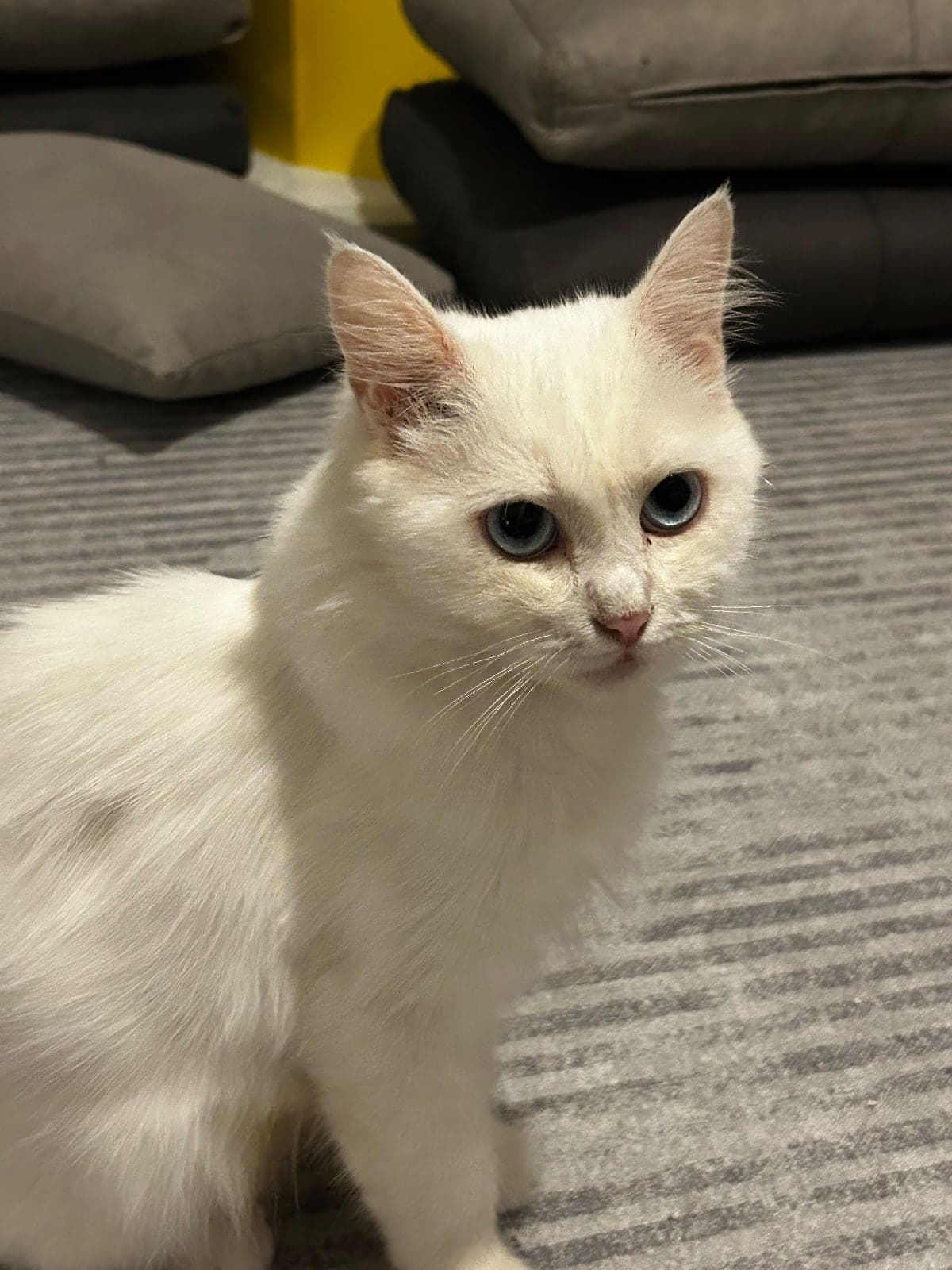 İnci Ankara Kedisi Kedi, İstanbul