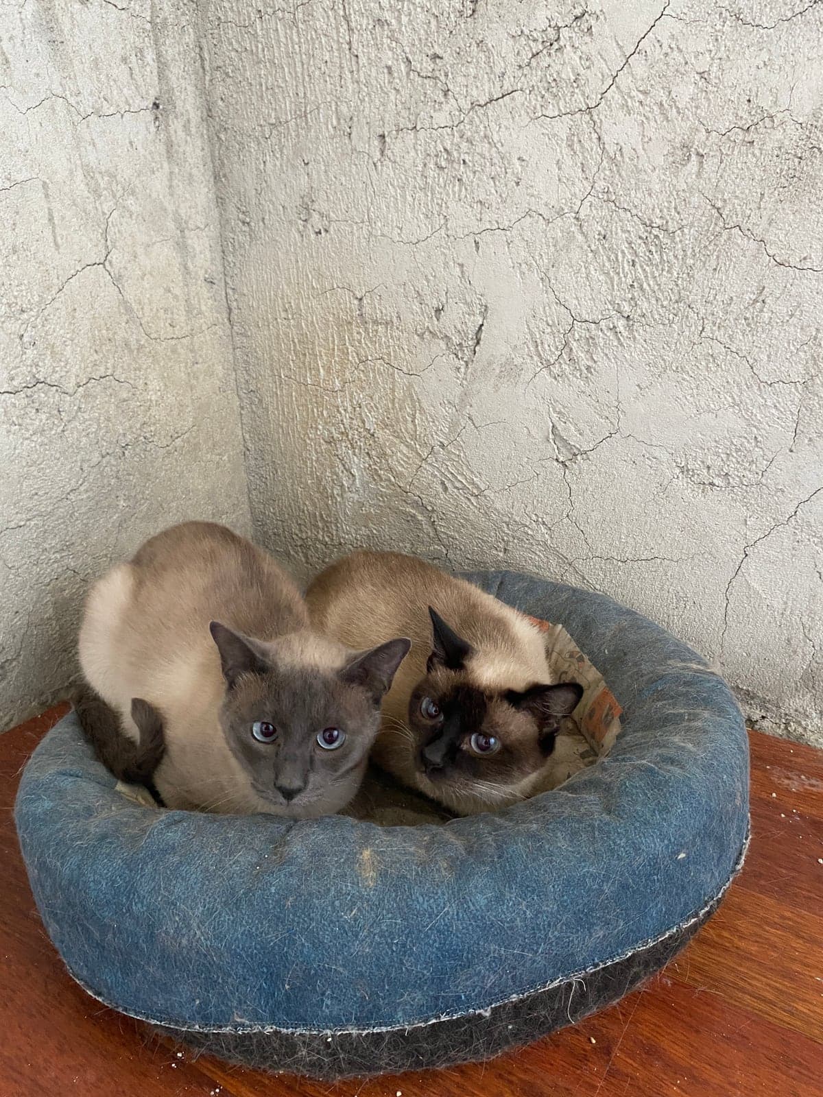 Siyam Bilmiyorum Kedi, Sakarya