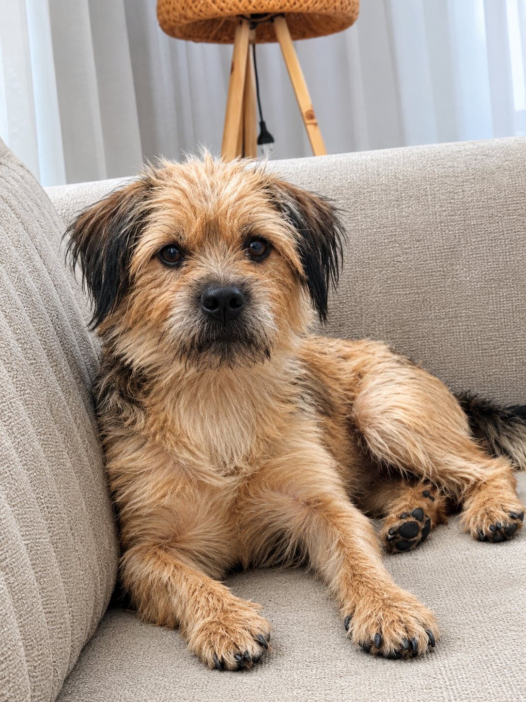 Paşa Terrier Köpek, Adana