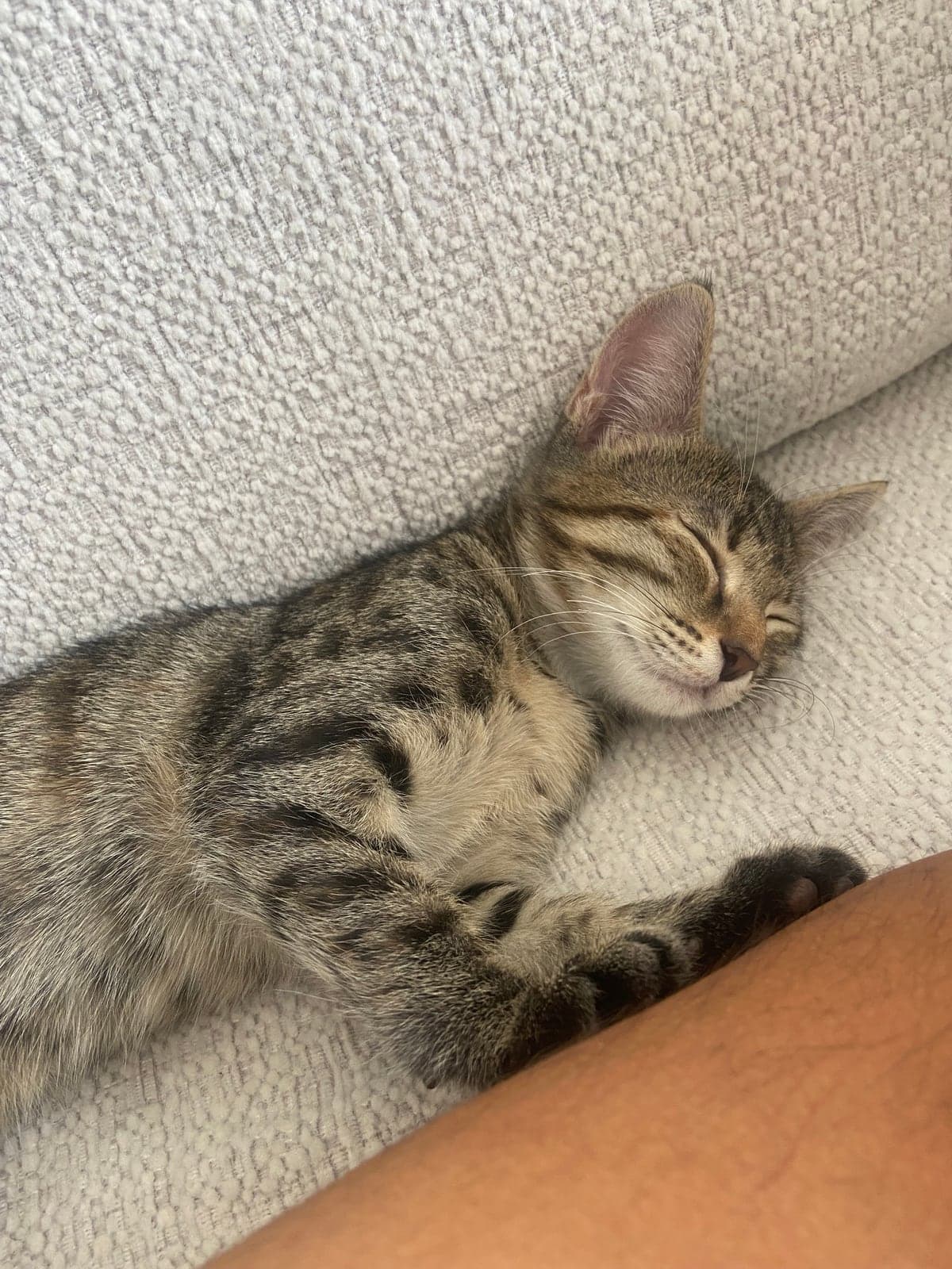 kedi Sokak Kedisi Kedi, Kayseri