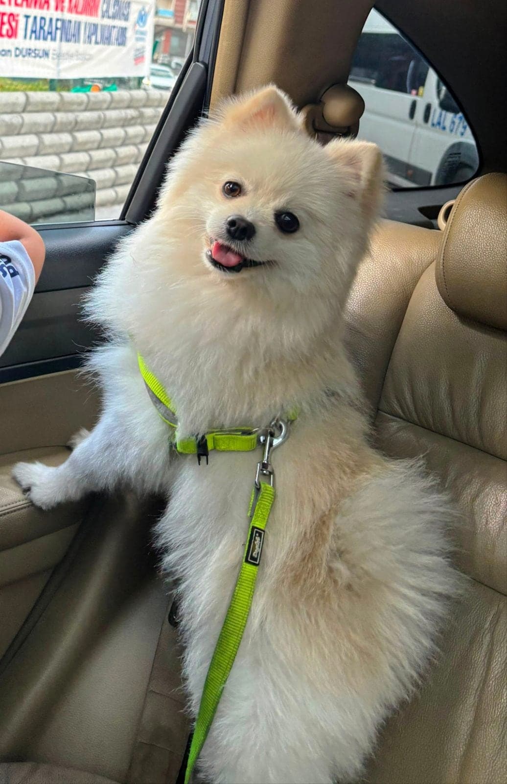 Tekila Pomeranian Köpek, İstanbul