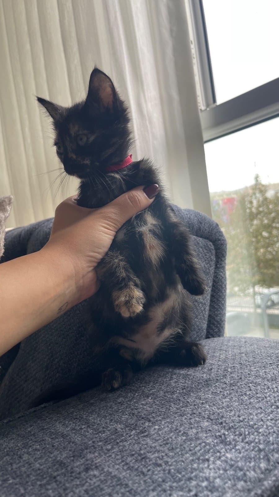 adı yok Sokak Kedisi Kedi, İstanbul