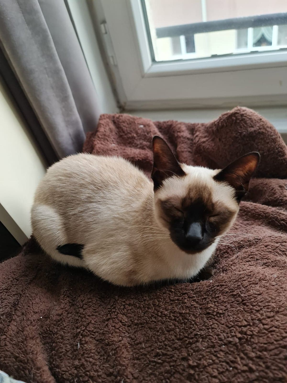 Kedi Siyam Kedisi Kedi, Eskişehir