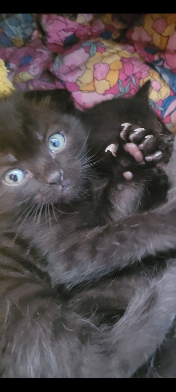 Melek Scottish Fold Kedi, Ankara