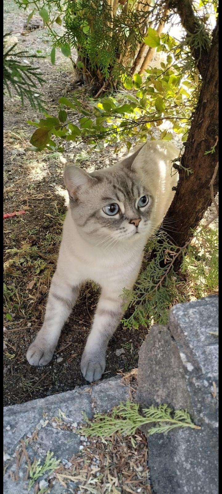 Paşa British Shorthair Kedi, Ankara