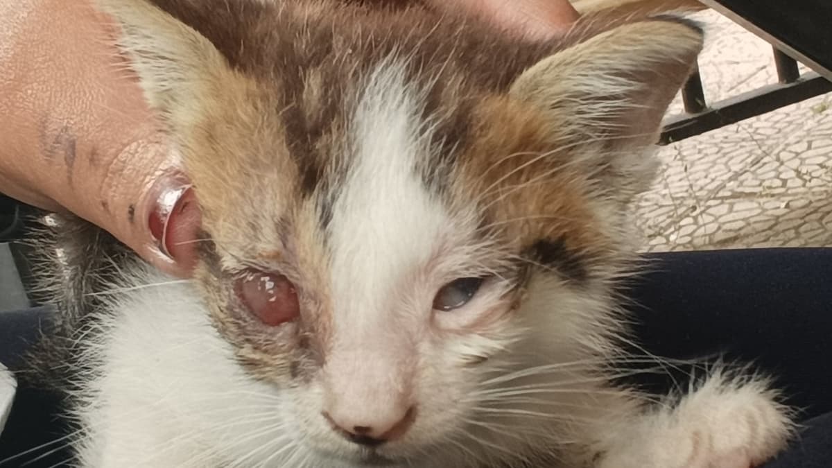 Umut Sokak Kedisi Kedi, Ankara