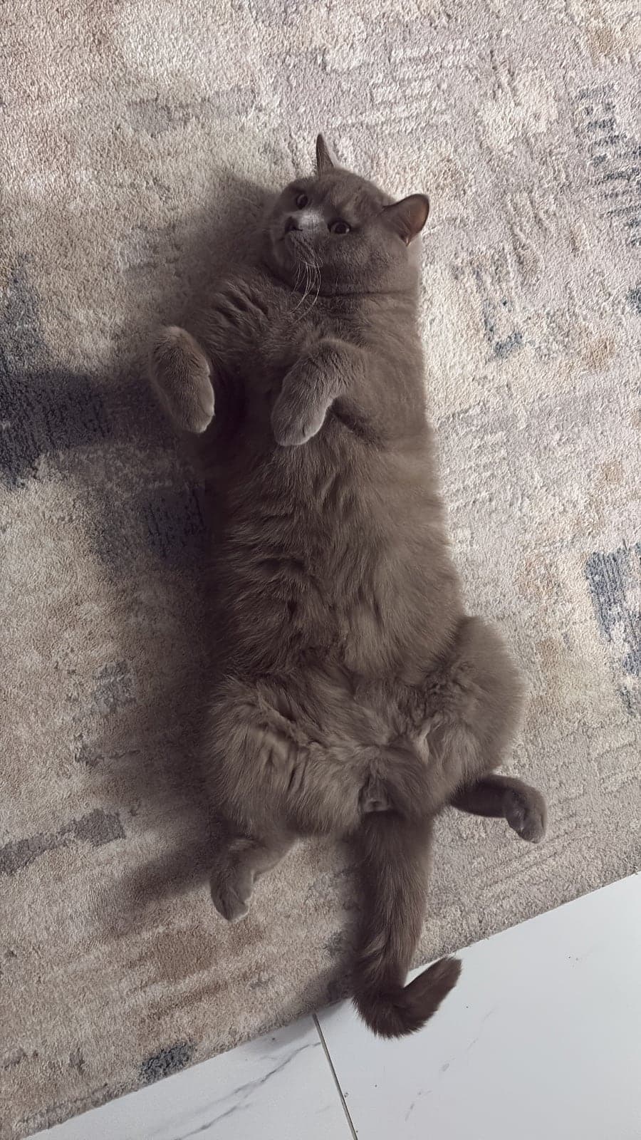 Kirli British Shorthair Kedi, Erzurum