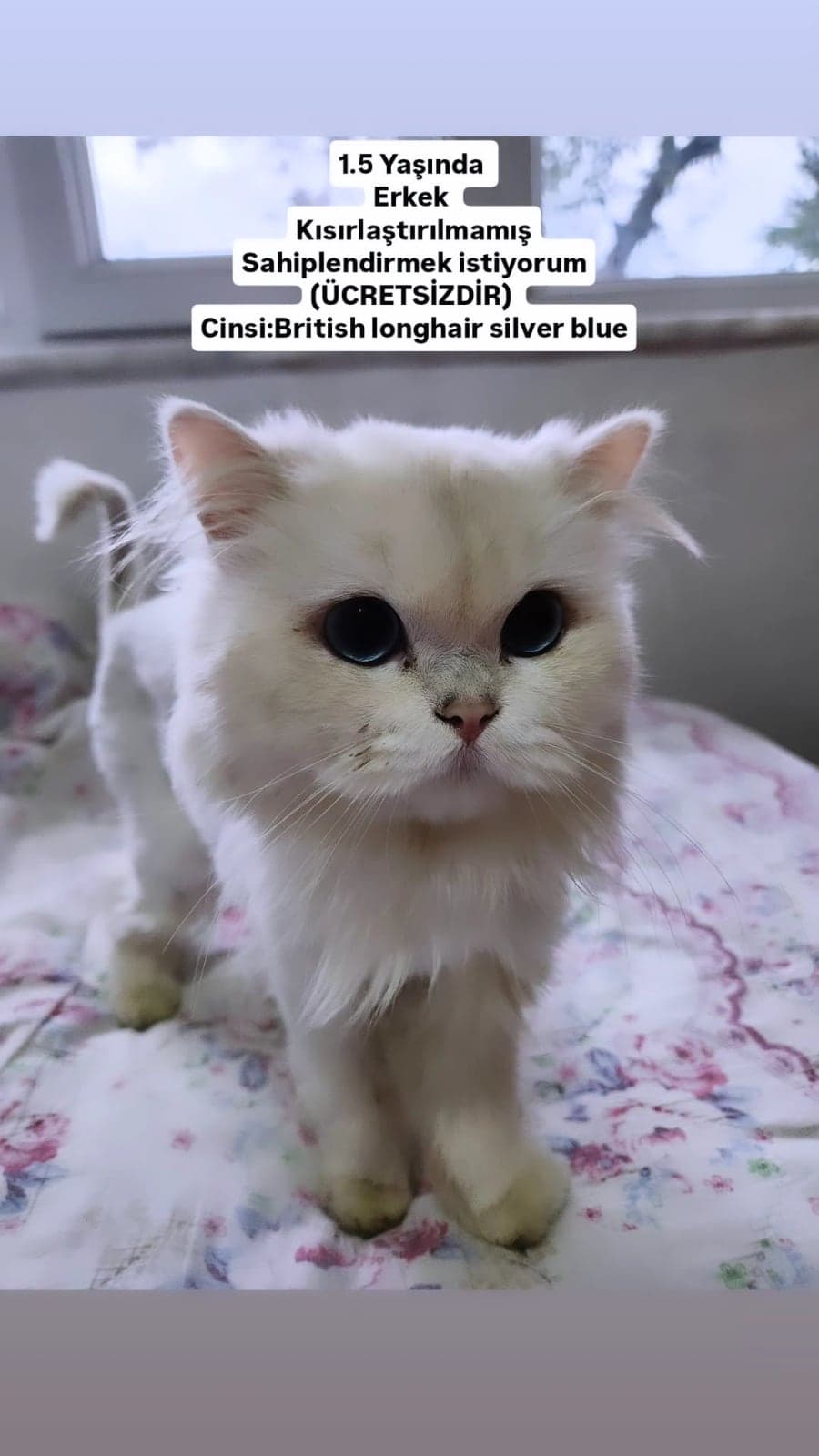 Leo British Longhair Kedi, Zonguldak