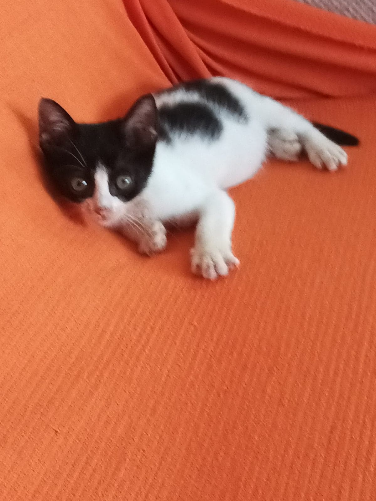 Bebek Sokak Kedisi Kedi, İstanbul