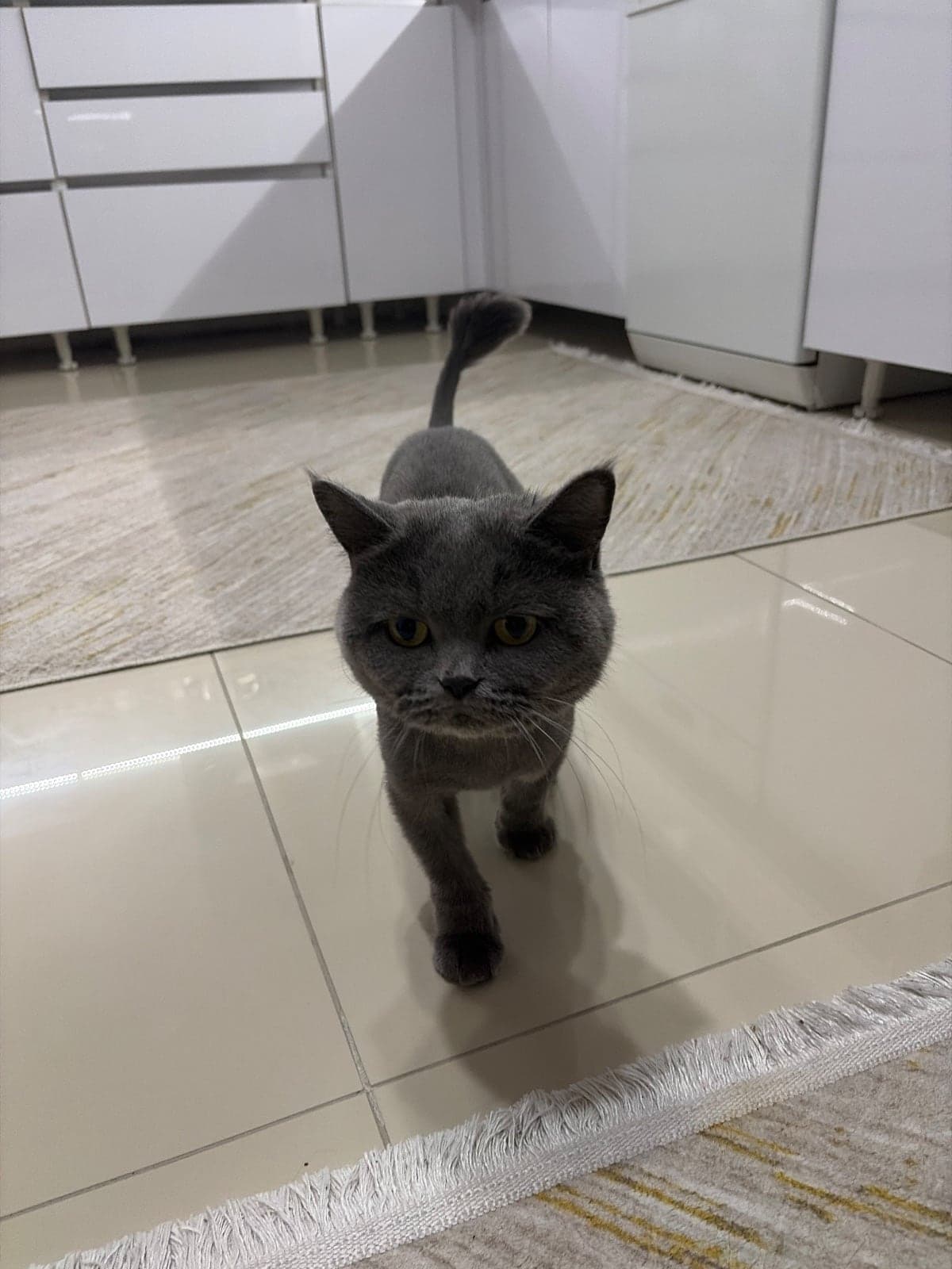Çaki British Shorthair Kedi, Ankara