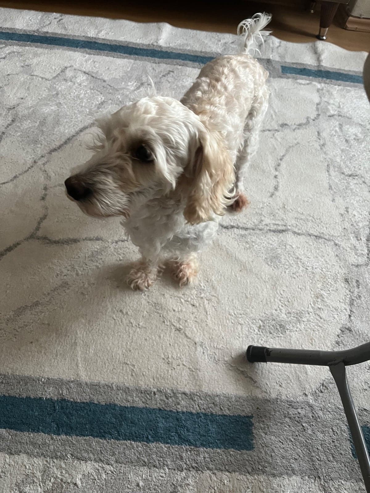 Boncuk Melez Köpek, Bursa