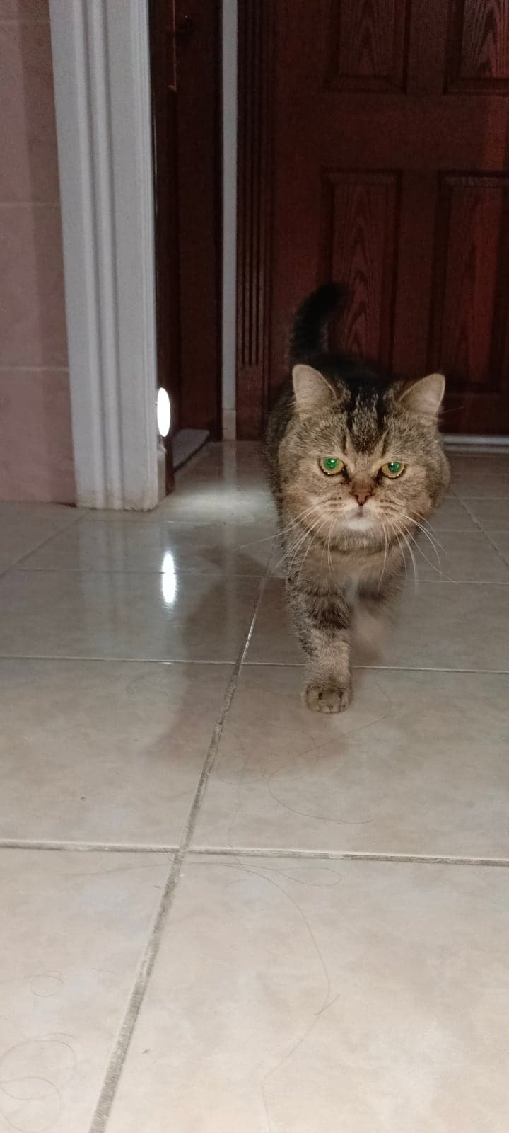 British Sokak Kedisi Kedi, Ankara