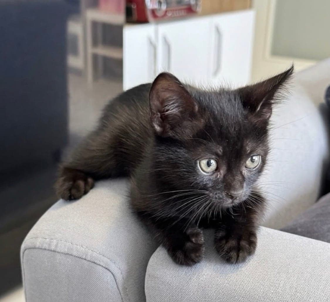 Yavru Scottish Fold Kedi, Ankara