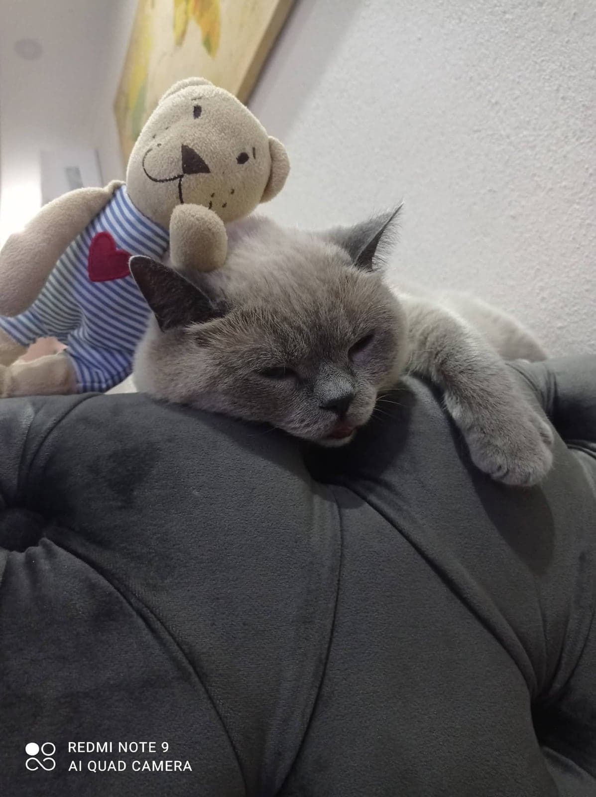 Lokum British Shorthair Kedi, İzmir