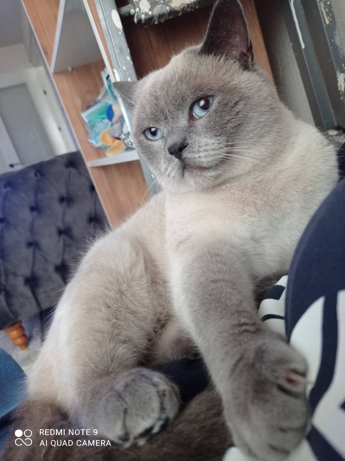 Lokum British Shorthair Kedi, İzmir
