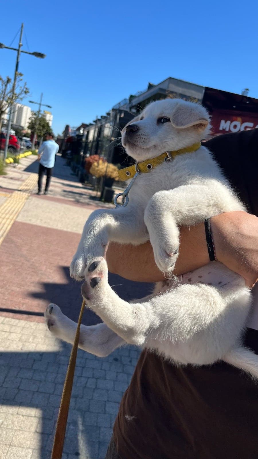 sofia Melez Köpek, İstanbul