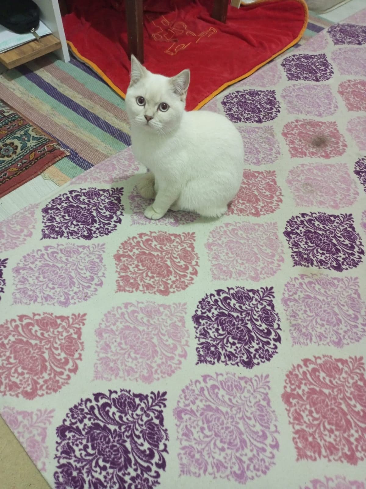 Pamuk British Shorthair Kedi, Denizli