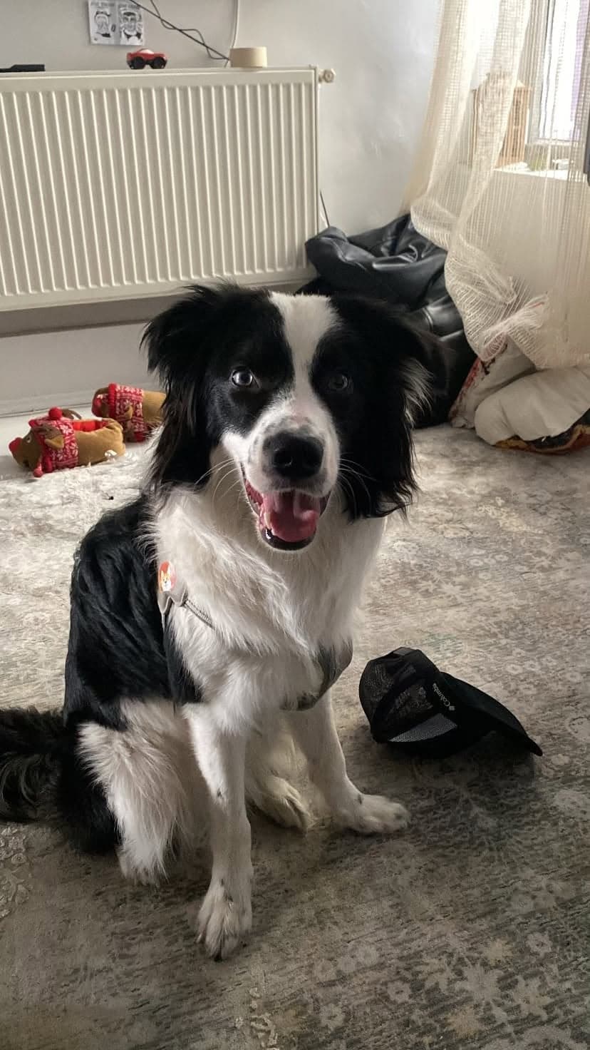Scout Border Collie Köpek, Eskişehir