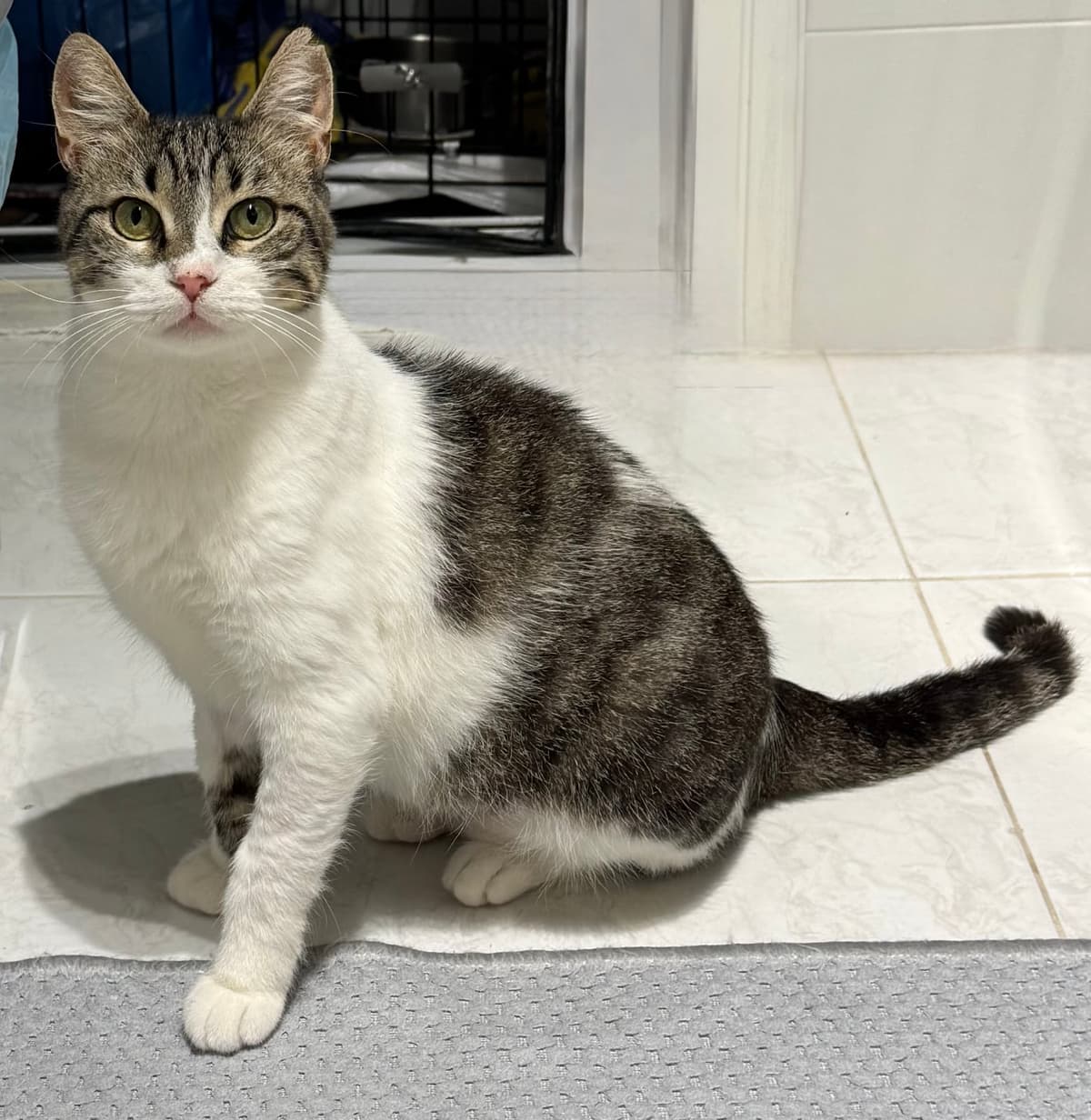 Cücü Tekir Kedi, İstanbul