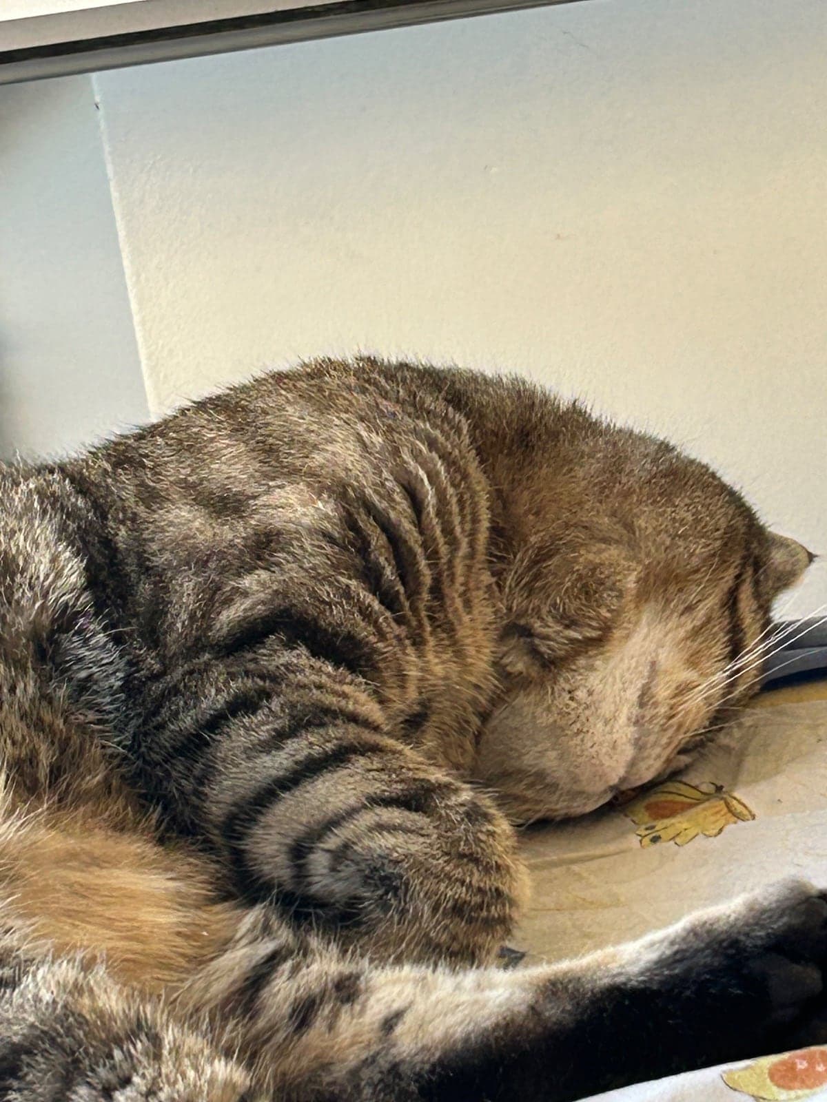 Behlül Scottish Fold Kedi, İstanbul