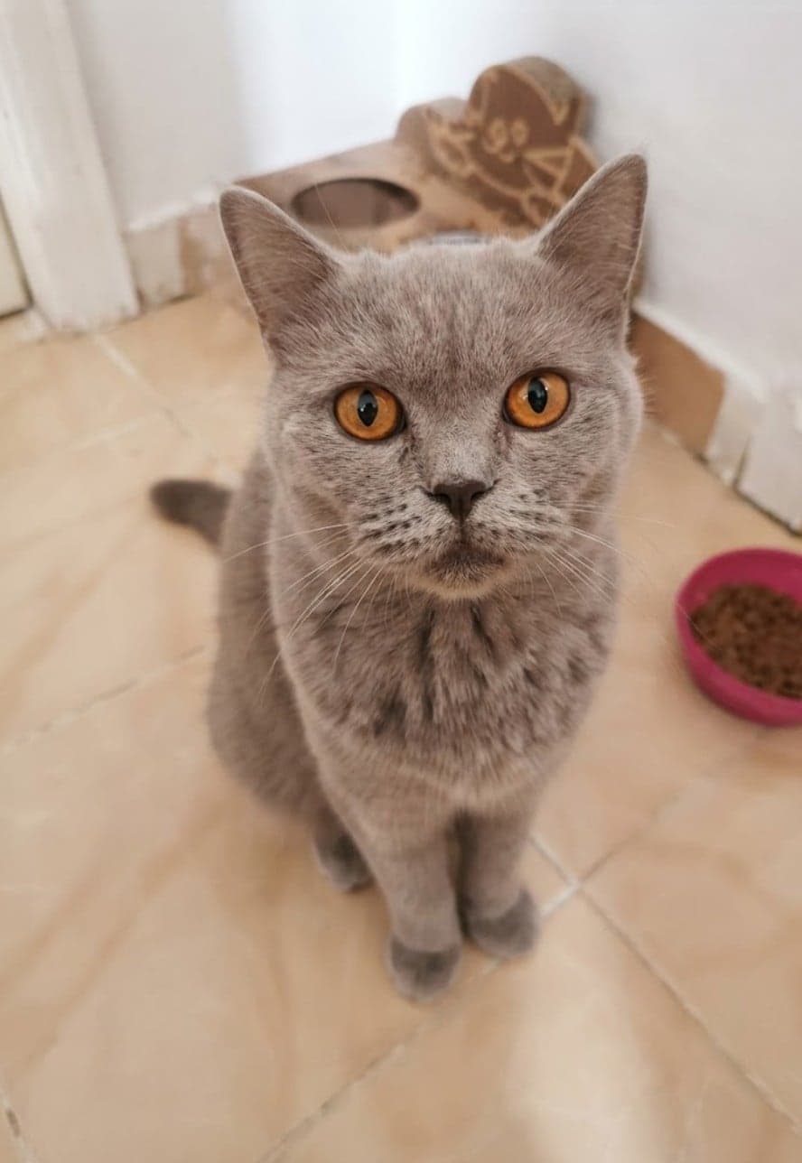 bal British Shorthair Kedi, Ankara