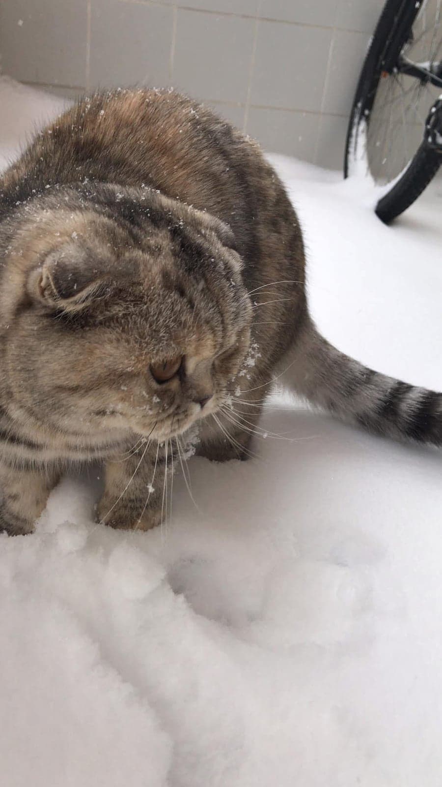Tospik Scottish Fold Kedi, Ankara