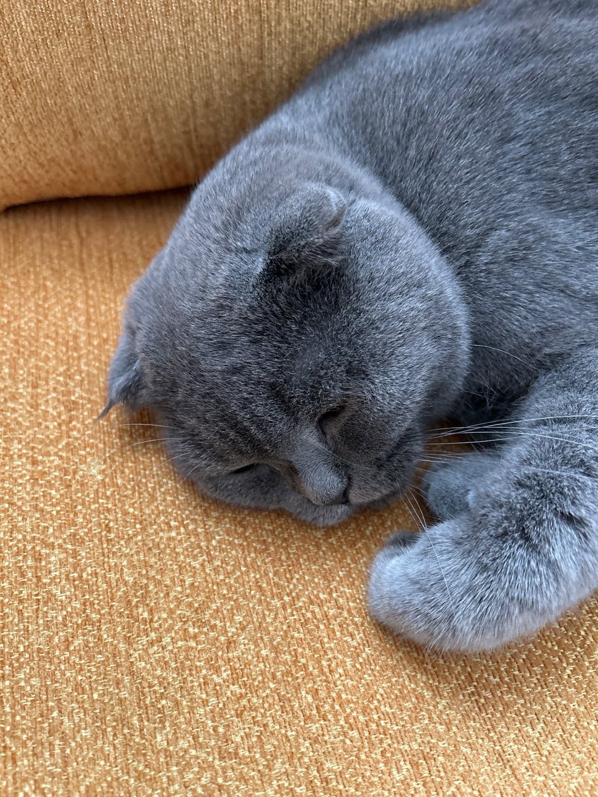 Fiko Scottish Fold Kedi, Afyonkarahisar