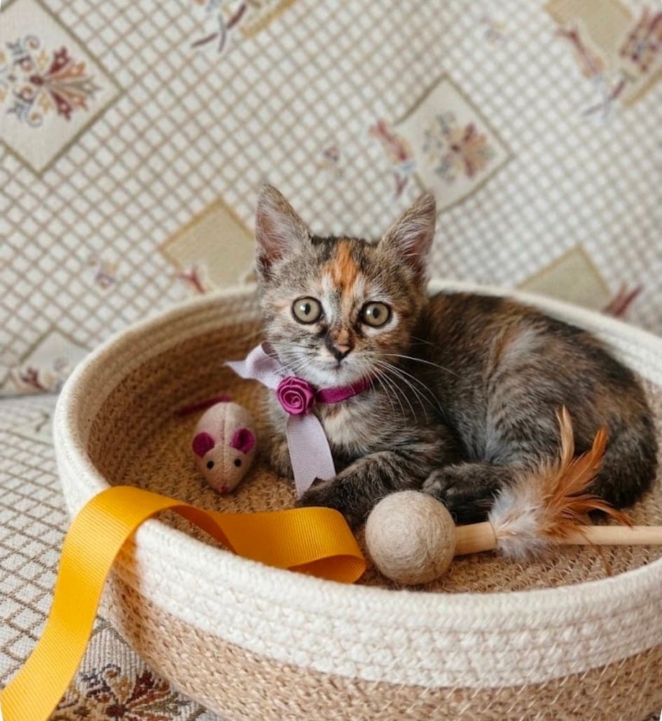Buket Melez Kedi, İstanbul