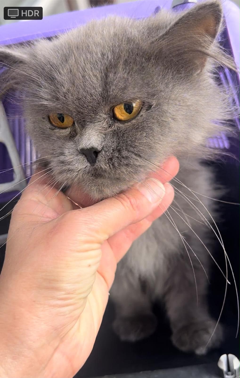Boncuk British Longhair Kedi, İstanbul