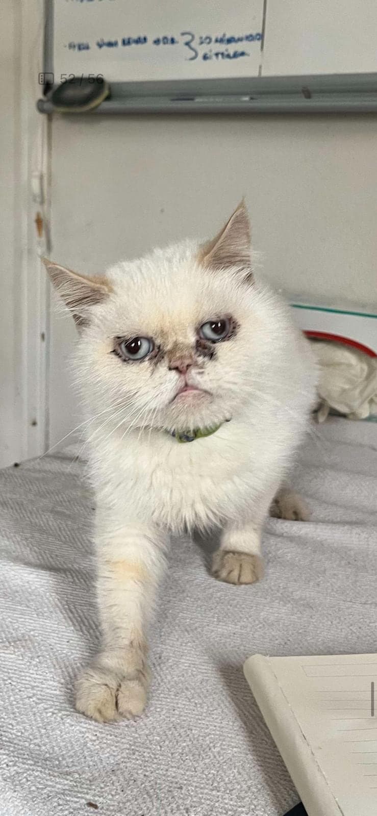 Beyaz-gümüş-Pamuk-Duru-Masal British Longhair Kedi, İstanbul