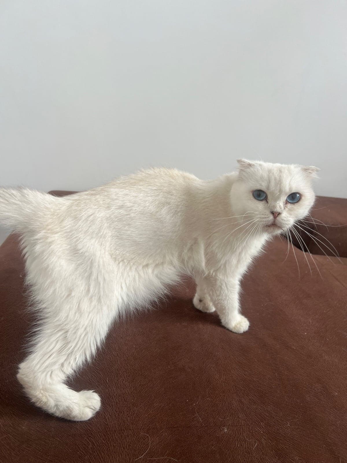 BUBU Scottish Fold Kedi, Antalya
