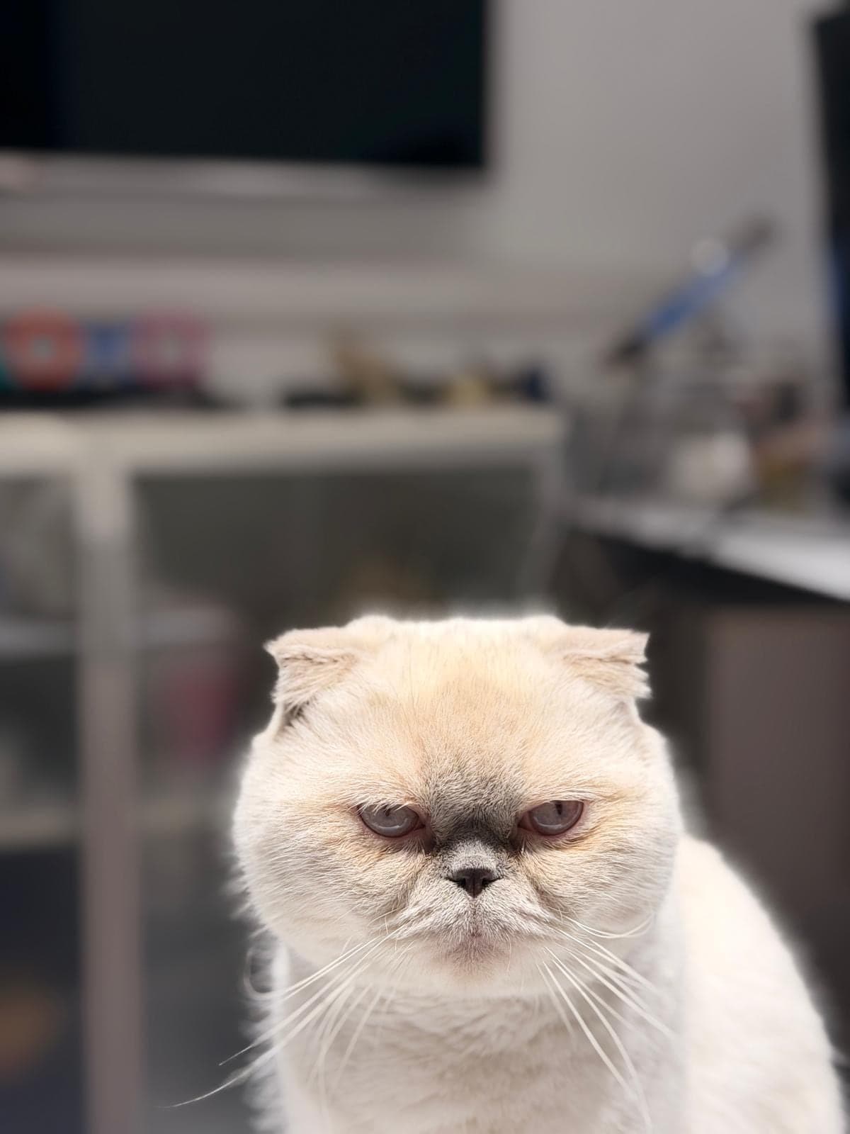Marin Scottish Fold Kedi, İstanbul